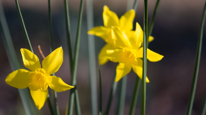 More Flowers: Originally from Octagon Now in Birmingham