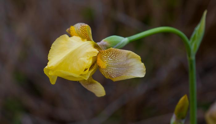 First Iris Bloom in 2008