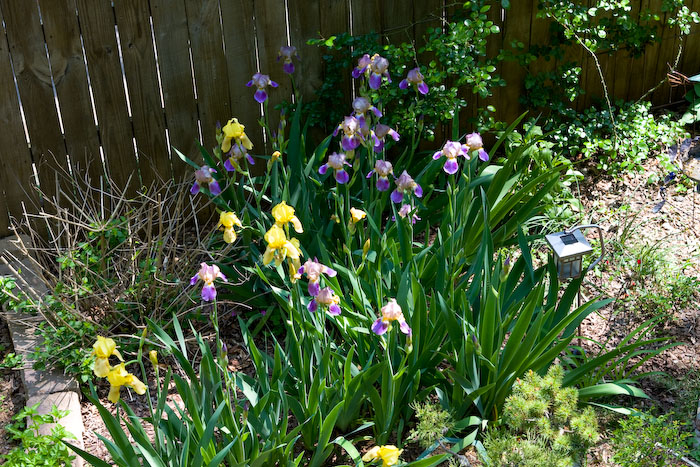 My Last Blog Entry About Irises For the Year–Well, Maybe