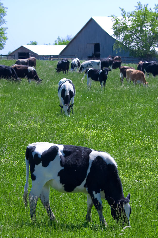 Those Cows