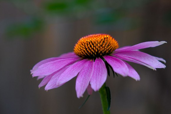 Cone Flowers in Bloom