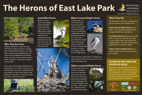 The Herons of East Lake Park