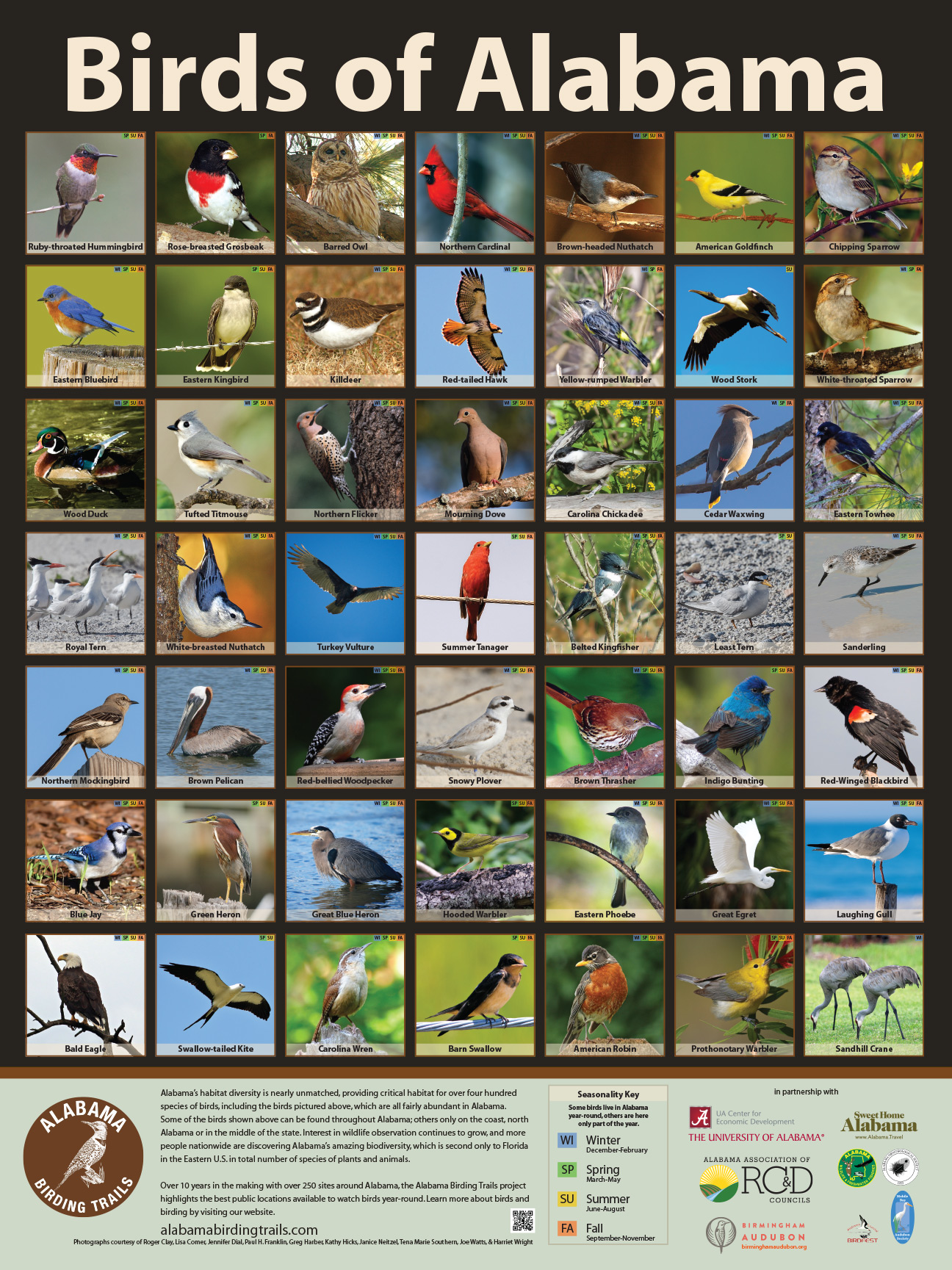 Common Birds of Alabama Poster