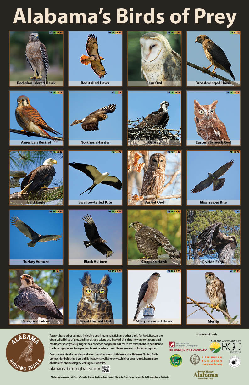Posters of Alabama Birds