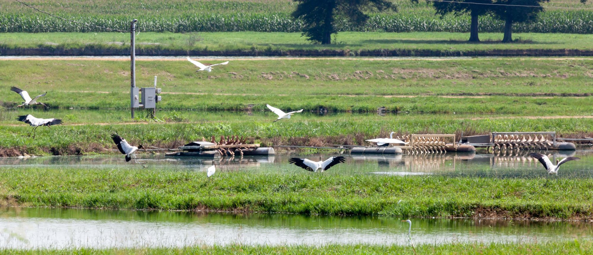 Birding in the Black Belt