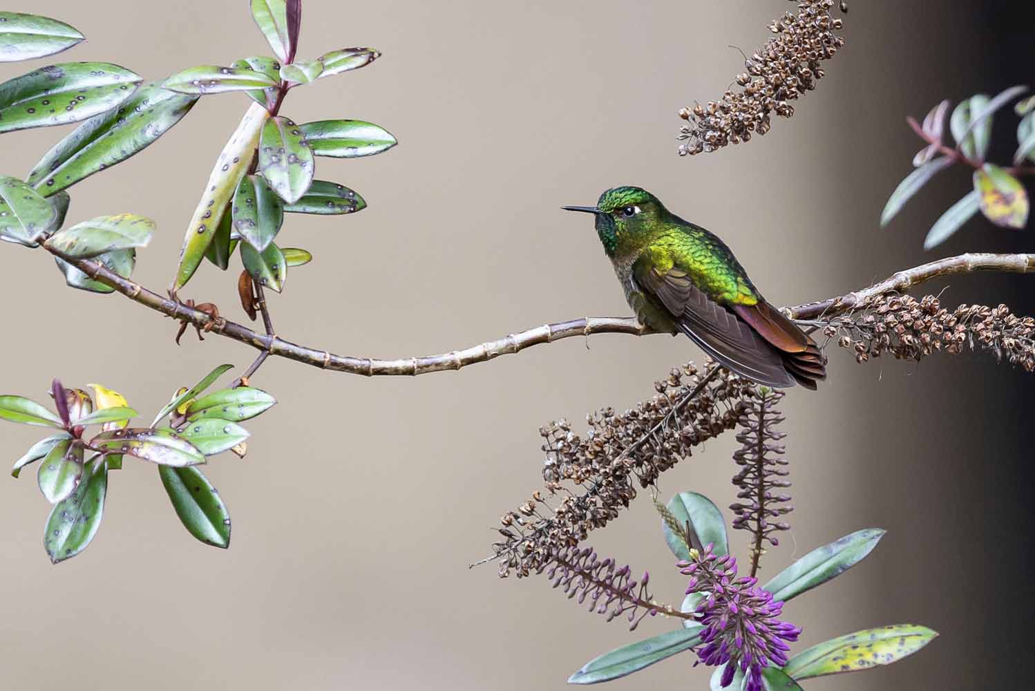 National Audubon Goes to Bogota